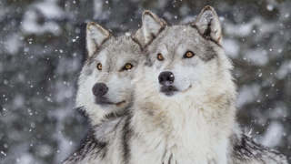 Two wolves stand at attention in the snow.