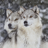 Nat Geo Live: Wild Wolves of Yellowstone image