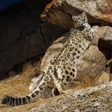 A leopard climbing rocks